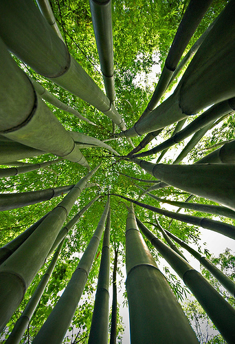 Bamboo July