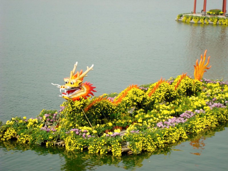 Chrysanthemum dragon Kaifeng
