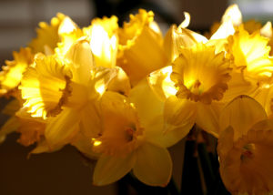 Daffodils March 2010 Post